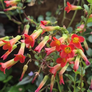Kalanchoe manginii ein wurzelloser Steckling