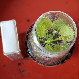 Drosera prolifera adult specimen POTTED image 3