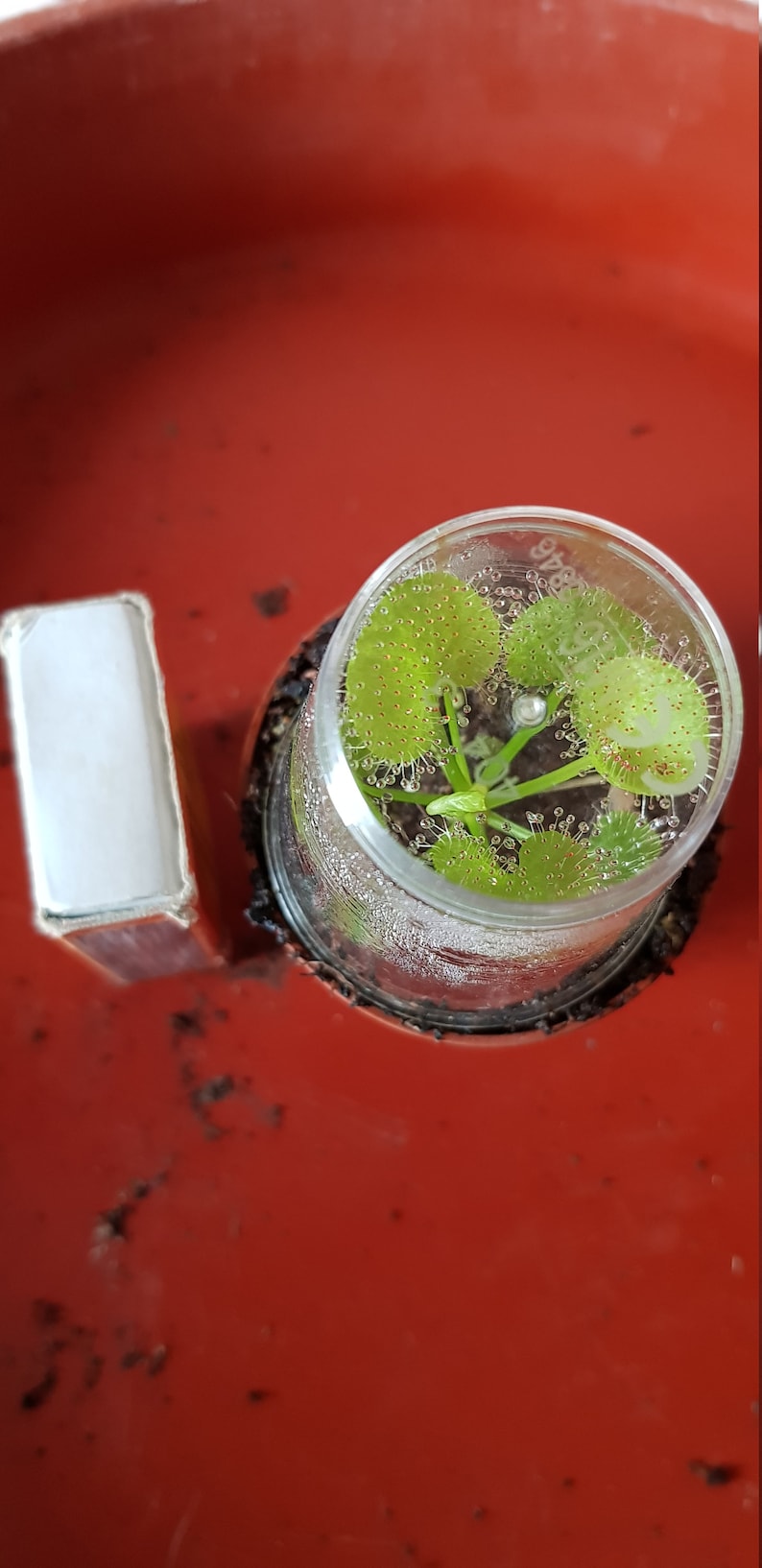 Drosera prolifera adult specimen POTTED image 3