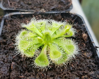Drosera burmannii 10 semillas frescas planta carnívora rocío del sol