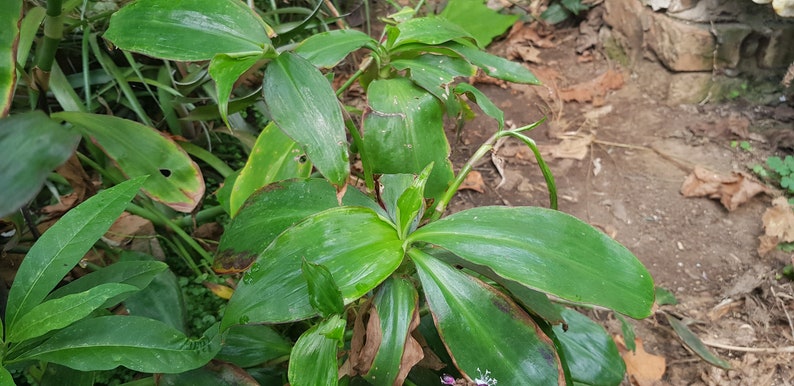 Tradescantia zanonia one big rootless cutting houseplant image 3