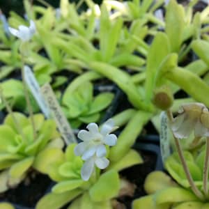 Pinguicula agnata Fettkraut Fettkraut eine wurzelnackte Pflanze