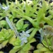 see more listings in the Carnivorous plants section