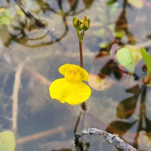 Può includere: Un vibrante fiore di utricularia giallo con una distinta struttura a petali bilobati e sottili venature arancione-marrone, che cresce su un sottile stelo verde che si eleva sopra un'acqua poco profonda e torbida con vegetazione acquatica.
