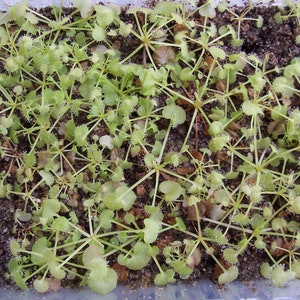 Drosera prolifera adult specimen POTTED image 5