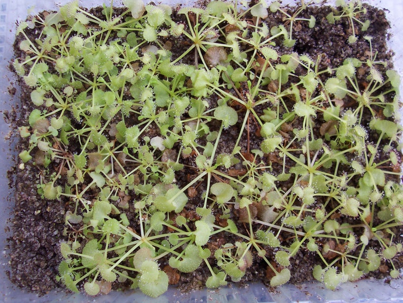 Drosera prolifera adult specimen POTTED image 5