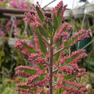 5 mini plantlets from amazing and colourful Kalanchoe 'Pink Butterflies' zdjęcie 2