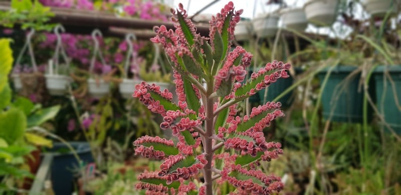 5 mini plantlets from amazing and colourful Kalanchoe 'Pink Butterflies' zdjęcie 2