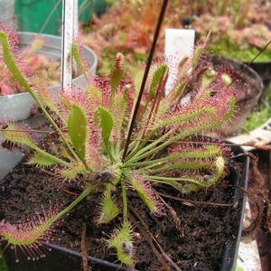 Rare Drosera x obovata one bareroot carnivorous plant hardy image 5
