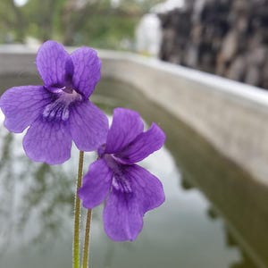 Pinguicula grandiflora härdig tjärört köttätande krukväxt