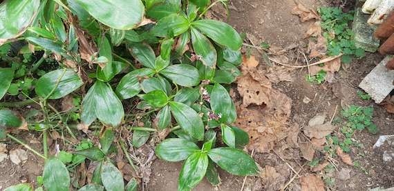 Tradescantia zanonia ist eine große wurzellose Zimmerpflanze