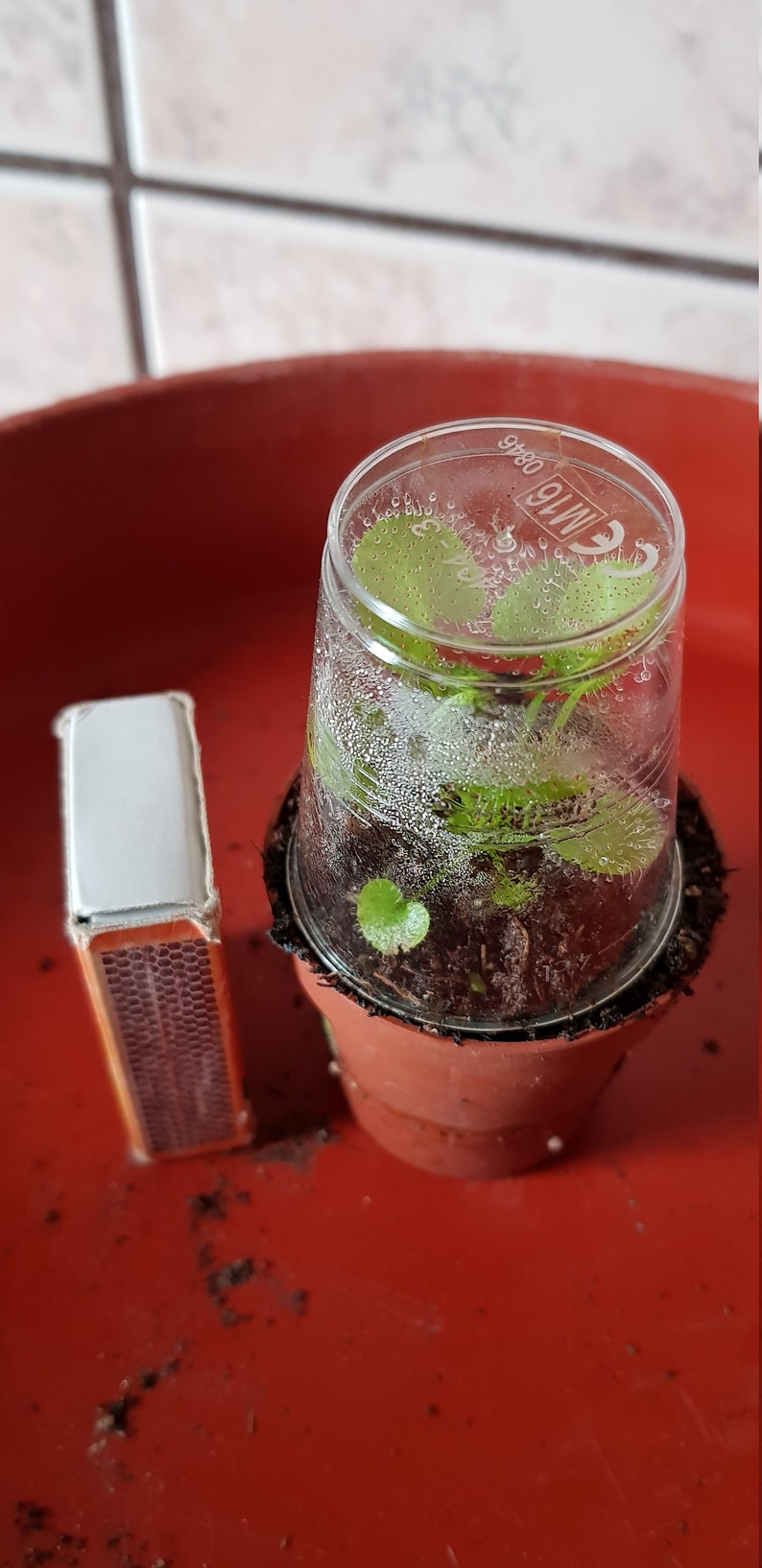 Drosera prolifera adult specimen POTTED image 2