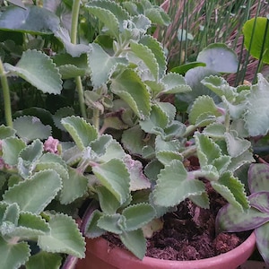 Cubaanse oregano Plectranthus amboinicus one wortelloos stekje