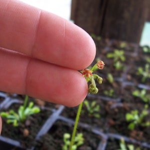 Lance-leaf Sundew Drosera adelae one semiadult bareroot specimen image 3