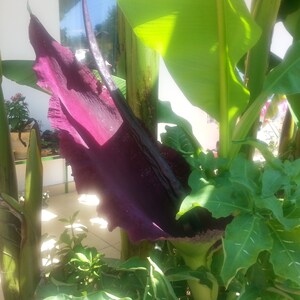 Dragon arum Dracunculus vulgaris 5 fresh seeds 2021 image 1