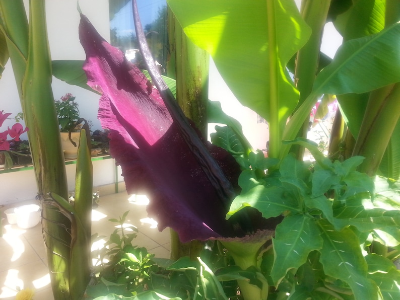 Dragon arum Dracunculus vulgaris 5 fresh seeds 2021 image 1