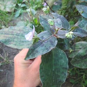 Tinantia pringlei Mexikanische Tradescantia 2 wurzellose Stecklinge