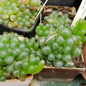 Haworthia cooperi v pil f truncata roślina z gołym korzeniem soczysta