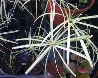 Cyperus alternifolius variegata seltene Zimmerpflanze - Etsy.de