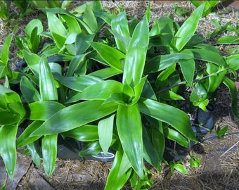 Callisia fragrans Basket plant 1 rootless cutting, nice house plant