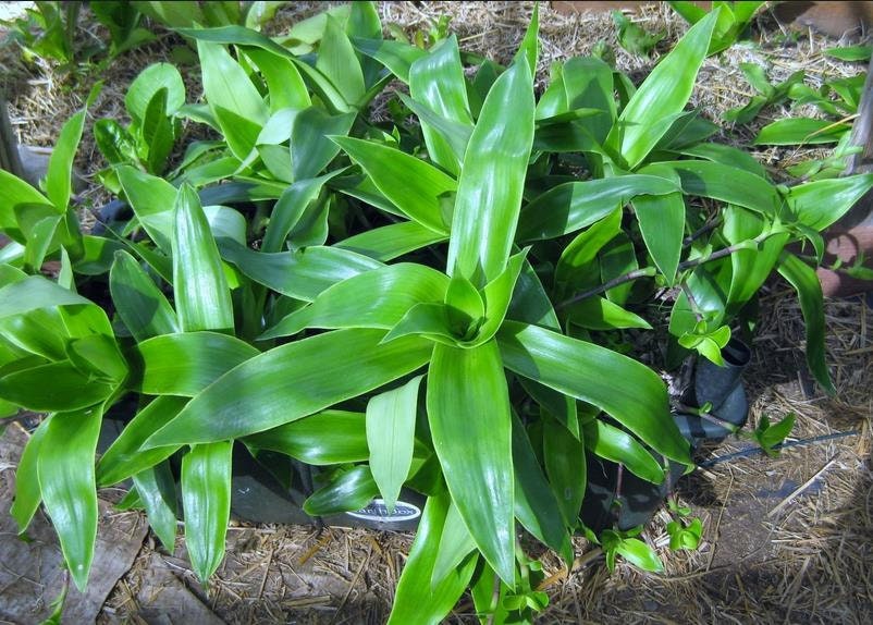 Callisia fragrans Basket plant 1 rootless cutting, nice house plant