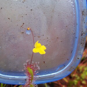 Utricularia subulata living bladderwort carnivorous plant image 5