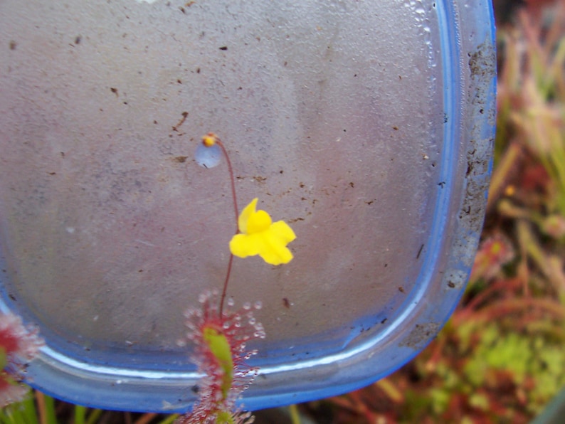 Utricularia subulata living bladderwort carnivorous plant image 5