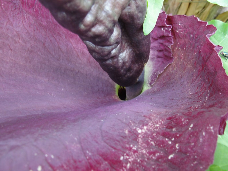 Dragon arum Dracunculus vulgaris 5 fresh seeds 2021 image 3