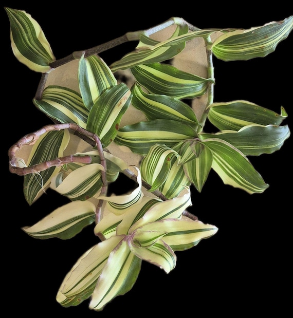 Callisia soconuacensia variegata eine wurzellose, seltene Zimmerpflanze