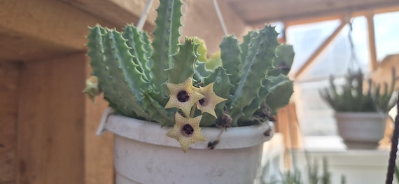 Huernia thuretii eine wurzellose Pflanze