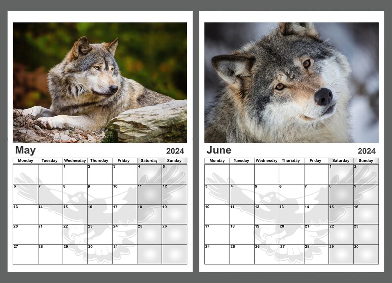Wolf Calendar 2024 Amazing Wolves Calendar 14 Full A4 Size Etsy New