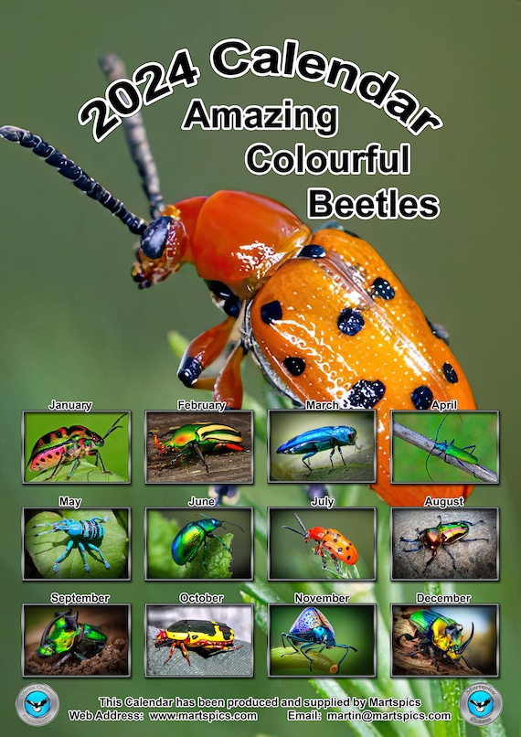 Calendrier 2024 Coléoptères colorés étonnants. 14 pages brillantes au  format A4 complet Planificateur mensuel NOUVEAU Insecte Brillant Coloré  Coléoptères Bug Creepy Crawly -  France
