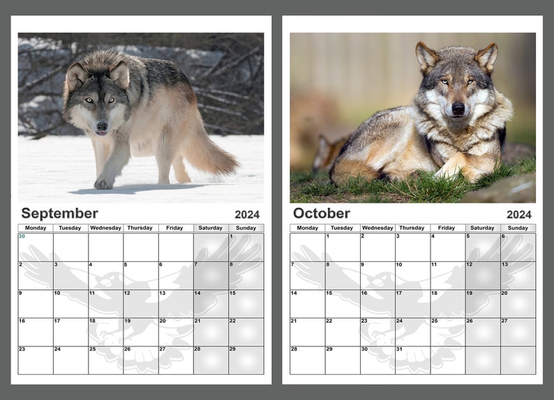 Wolf Calendar 2024 Amazing Wolves Calendar 14 Full A4 Size Gloss Pages