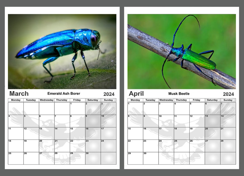 Calendar 2024 Amazing Colourful Beetles. 14 Full A4 Size Gloss Pages