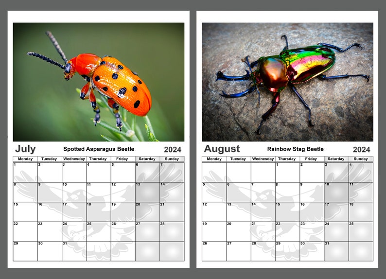 Calendar 2024 Amazing Colourful Beetles. 14 Full A4 Size Gloss Pages