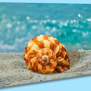 Seashells Washed Ashore | Large Metal Wall Art Print | Great Big Canvas