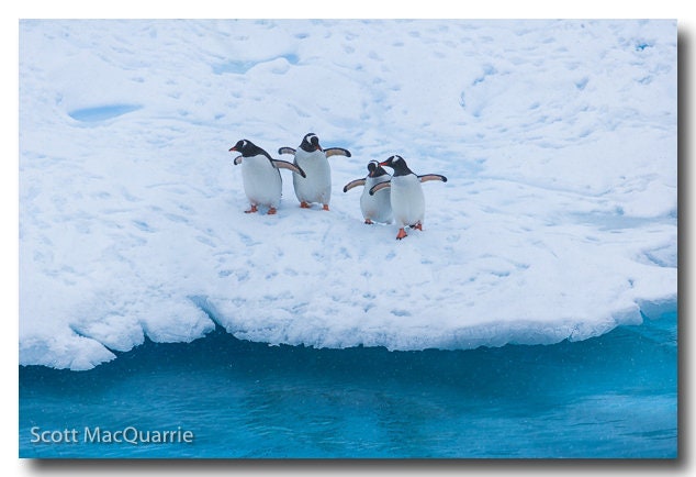 Photograph by Scott MacQuarrie "Friends" Antartic Peninsula 20 x 30 Giclee Print