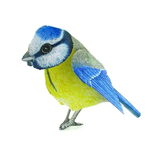 3D-Tierkarte "Blaumeise" Grußkarte Pop-up-Karte Postkarte