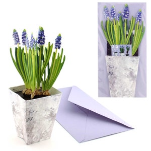 Dreidimensionale Blumenkarte "Zwerghyazinthe Popupkarte Osterkarte