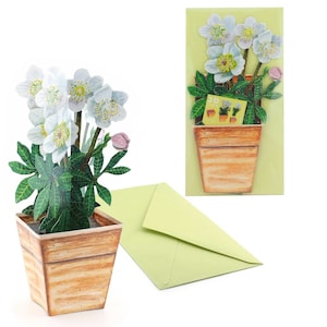 3D-Blumenkarte "Christrose" Weihnachtskarte Grußkarte Popupkarte Karte