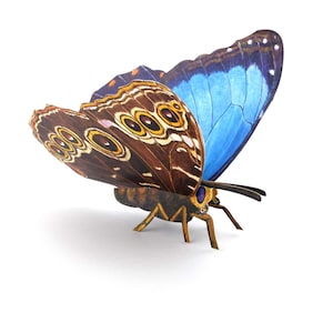 Carte de vœux 3D papillon "Morpho Peleides" carte postale pop-up