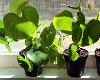 2 Rare Philodendron Cutting Mix Philodendron Hastatum Etsy