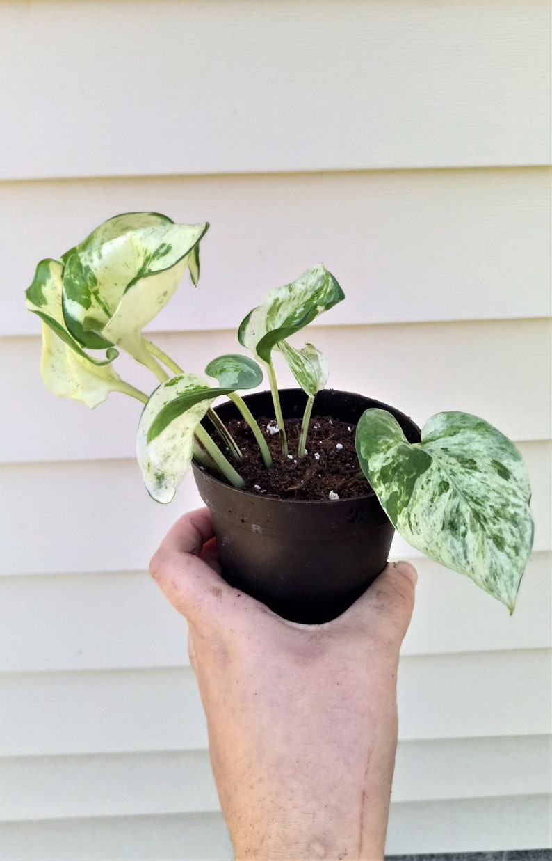 Rare Manjula Pothos Epipremnum Aureum cuttings / house plant Etsy