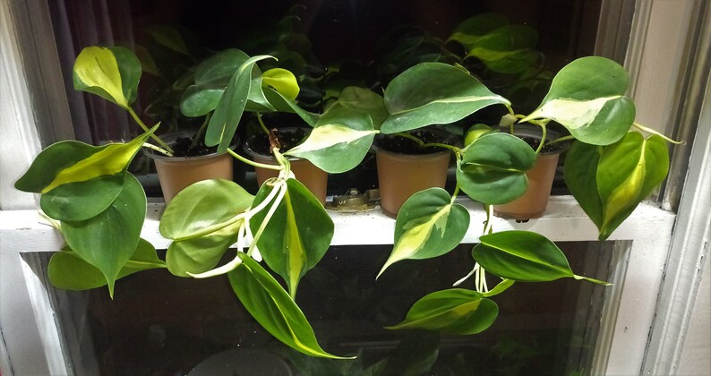 BIG Heart Leaf Philodendron Brasil Cuttings Rooted House Plant image 0