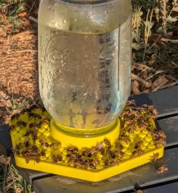 Bee Feeder for LARGE Mouth Mason Jars - Bee Insect Waterer - Gift for Beekeeper - Automatic Feeder Dish - Honeycombed Auto Water Dispenser