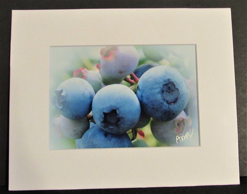 signed. Nature close-up Fine Art Photo Print Blueberries 5 x 7 matted and ready to frame