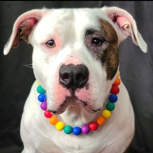 May include: A white and brown dog wearing a rainbow colored beaded collar.