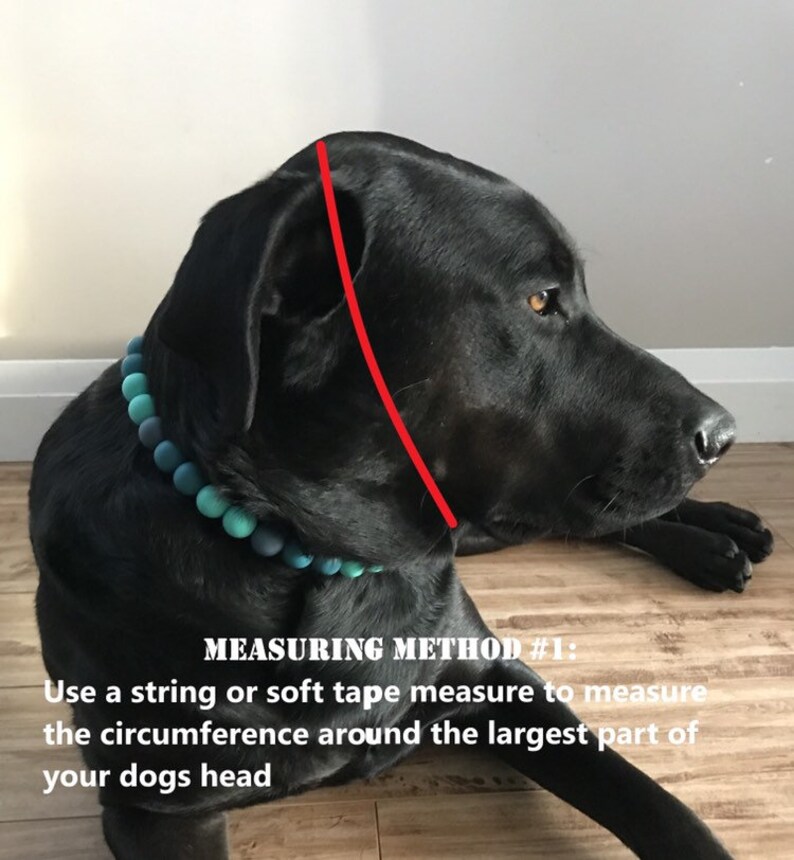 May include: A black dog with a blue beaded collar. A red line shows how to measure the circumference of the dog's head for a collar. The text reads "MEASURING METHOD #1: Use a string or soft tape measure to measure the circumference around the largest part of your dog's head."