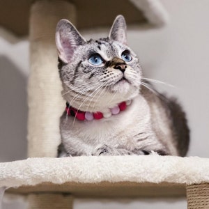 May include: A gray and white cat with blue eyes wearing a pink beaded collar sits on a white cat tree.