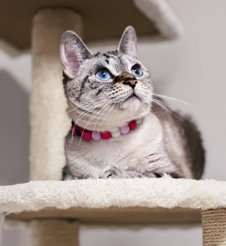 May include: A gray and white cat with blue eyes wearing a pink beaded collar sits on a white cat tree.